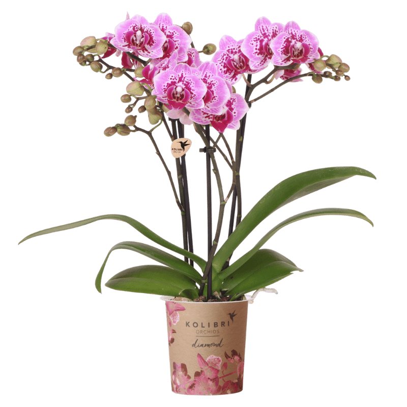 Kolibri Orchids | Rosa-Violette Phalaenopsis-Orchidee - Diamond El Salvador - Blühende Zimmerpflanze - Frisch vom Züchter - Ø9cm