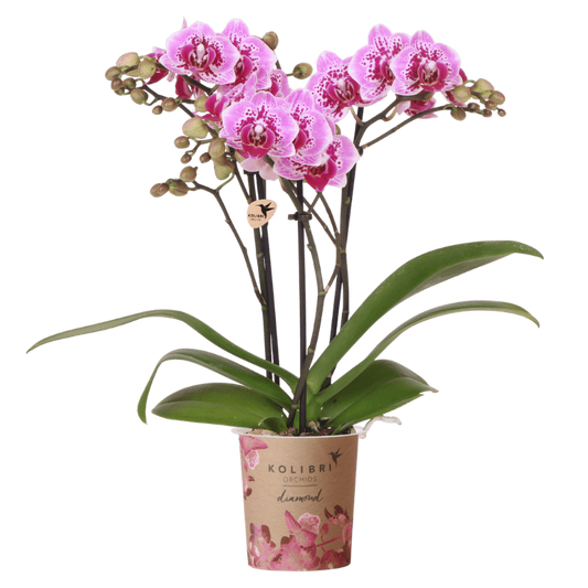 Kolibri Orchids | Rosa-Violette Phalaenopsis-Orchidee - Diamond El Salvador - Blühende Zimmerpflanze - Frisch vom Züchter - Ø9cm