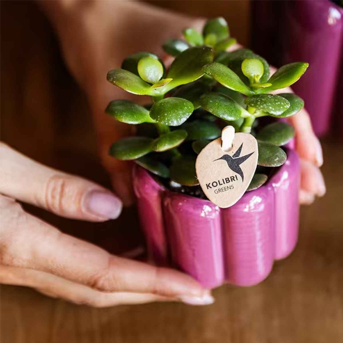 Kolibri Home | Retro Übertopf - Violett - Ø6cm
