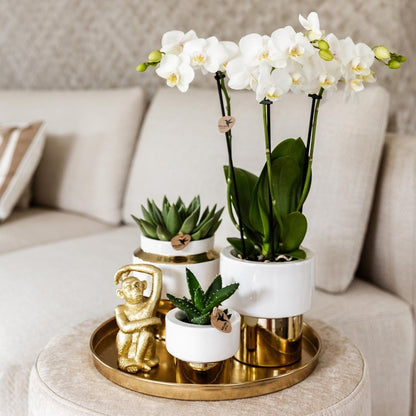 Kolibri Home | Le Chic Übertopf - Gold - Ø9cm