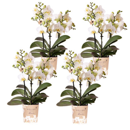 Kolibri Orchids | Kombi-Angebot - 4 Weiße Phalaenopsis Orchideen Blossom Lausanne - Ø9 cm