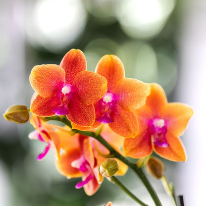 Kolibri Orchids | Kombi-Angebot - 4 Orange Duftende Phalaenopsis Orchideen Fragrance Bolgheri - Ø9 cm