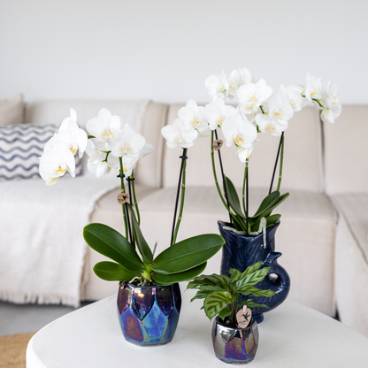 Kolibri Orchids | weiße Phalaenopsis-Orchidee - Amabilis - Topfgröße Ø9cm | blühende Zimmerpflanze - frisch vom Züchter