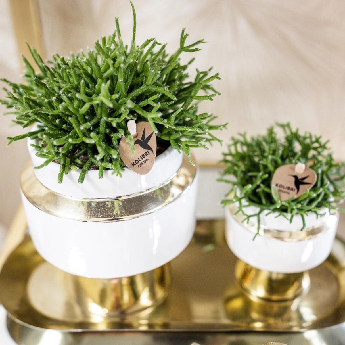 Kolibri Home | Le Chic Übertopf - Gold - Ø6cm