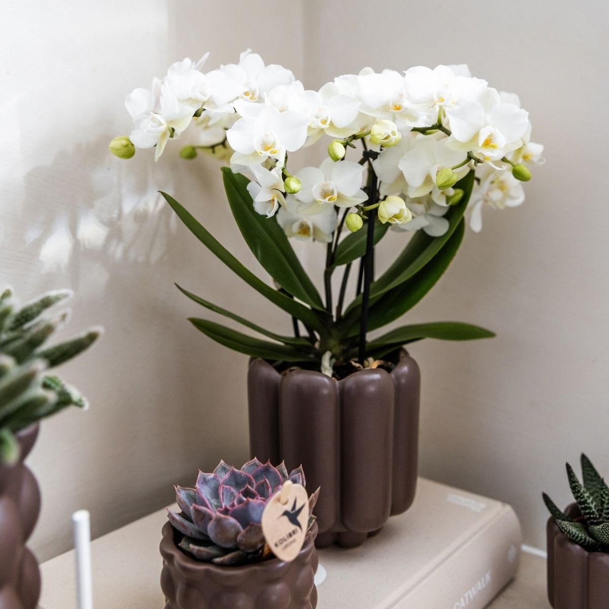 Kolibri Orchids | Kombi-Angebot - 4 Weiße Phalaenopsis Orchideen Blossom Zurich - Ø9 cm
