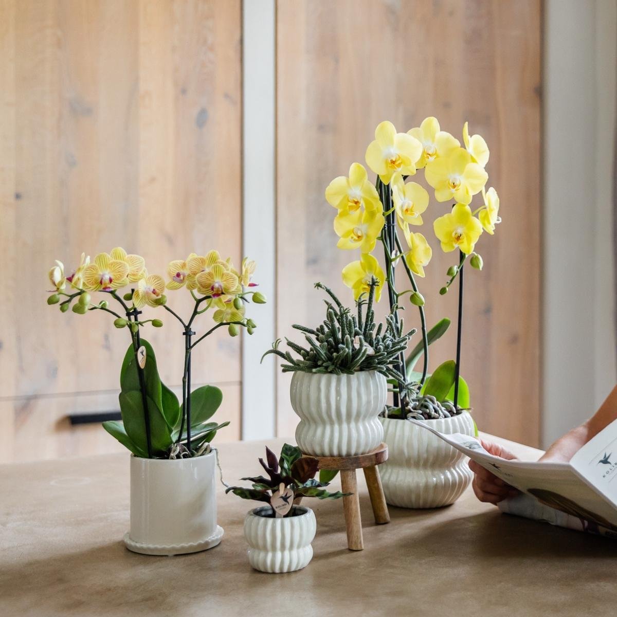 Kolibri Orchids | Kombi-Angebot - 4 Gelbe Phalaenopsis Orchideen Blossom Lima - Ø9 cm