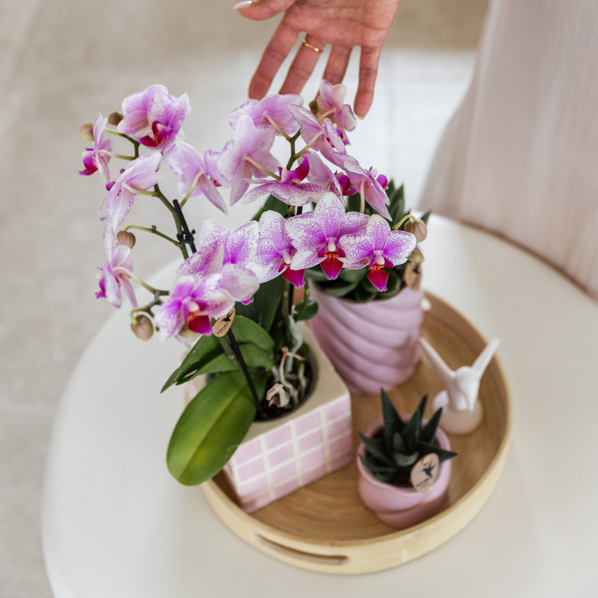 Kolibri Orchids | Rosa Phalaenopsis Orchidee - Mineral Rotterdam - Topfgröße Ø9cm | blühende Topfpflanze - frisch vom Züchter