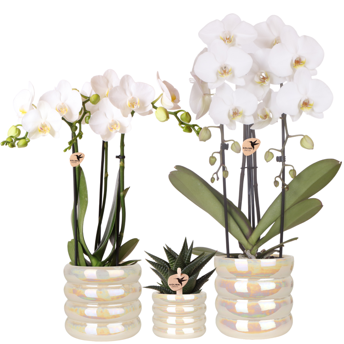 Kolibri Orchids | Pflanzenset Glow Travertin - Weiße Phalaenopsis Orchideen Niagara Fall White, Mineral Amabilis & Sukkulente