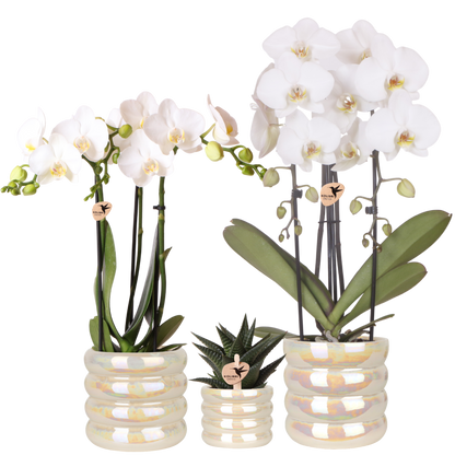 Kolibri Orchids | Pflanzenset Glow Travertin - Weiße Phalaenopsis Orchideen Niagara Fall White, Mineral Amabilis & Sukkulente