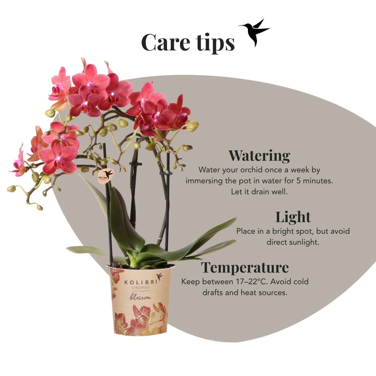 Kolibri Orchids | Rote Phalaenopsis Orchidee - Blossom Congo im Noma Übertopf Rot mit Geschenkbox - Ø9 cm
