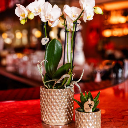 Kolibri Orchids | Geschenkset Diamond Pearl Sand - Weiße Phalaenopsis Orchidee Mineral Amabilis & Sukkulente