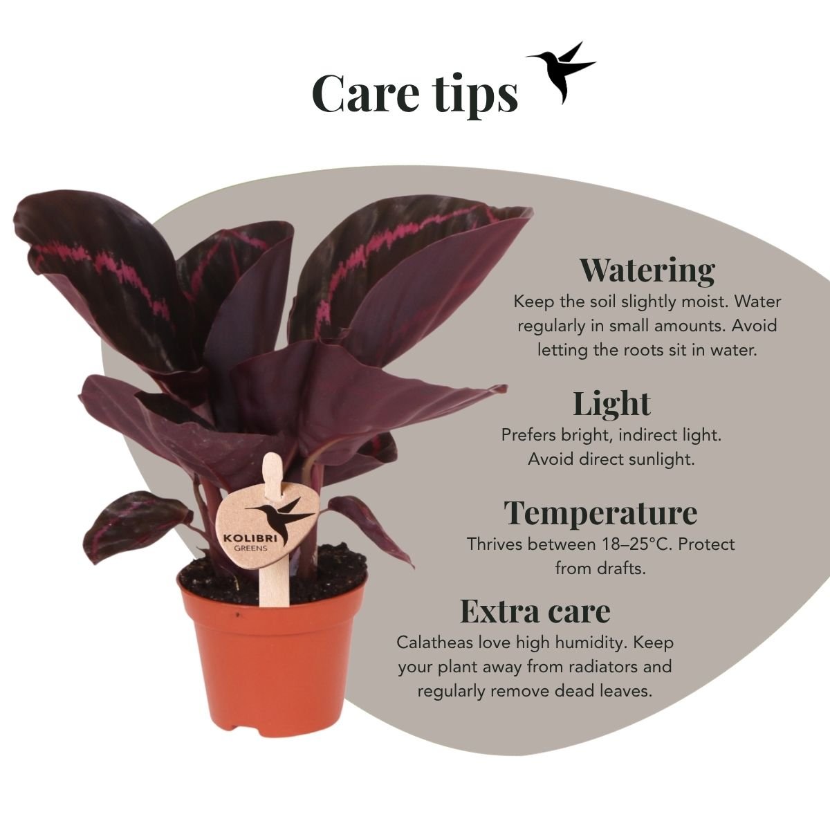 Kolibri Greens | Grünpflanze - Calathea Dottie - Grüne Zimmerpflanze - Frisch vom Züchter - Ø6cm