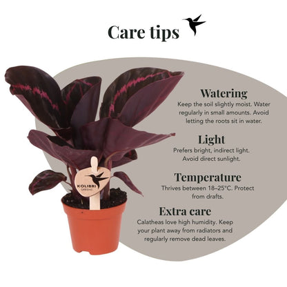 Kolibri Greens | Grünpflanze - Calathea Dottie - Grüne Zimmerpflanze - Frisch vom Züchter - Ø6cm