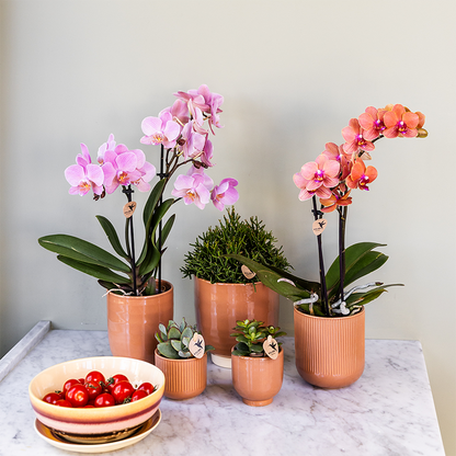 Kolibri Orchids | KOMBI-ANGEBOT mit 4 Phalaenopsis-Orchideen - Treviso - Topfgröße Ø9cm | Blühende Zimmerpflanze - Frisch vom Züchter