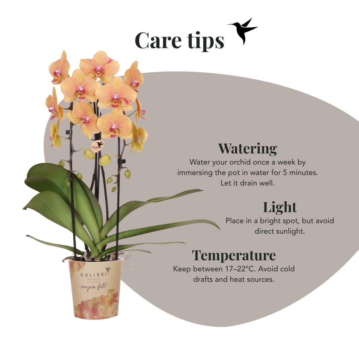 Kolibri Orchids | Kombi-Angebot - 4 Orange-Rosa Phalaenopsis Orchideen Niagara Fall Sunny Bunny - Ø12 cm