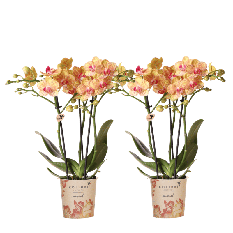 Kolibri Orchids | Kombi-Angebot - 2 Orange Phalaenopsis Orchideen Mineral Jamaica - Ø9 cm