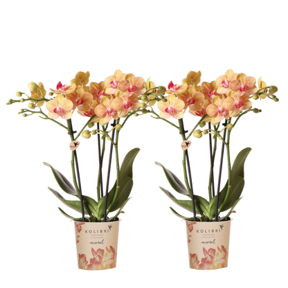 Kolibri Orchids | Kombi-Angebot - 2 Orange Phalaenopsis Orchideen Mineral Jamaica - Ø9 cm
