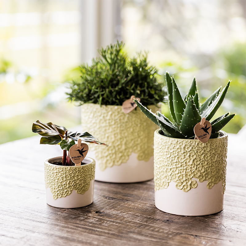 Kombi‑Deal | Bloom Grün Übertopf‑Set