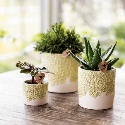 Kombi‑Deal | Bloom Grün Übertopf‑Set