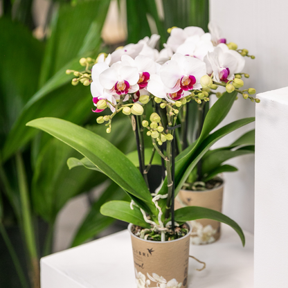 Emma (Phalaenopsis Gibraltar)