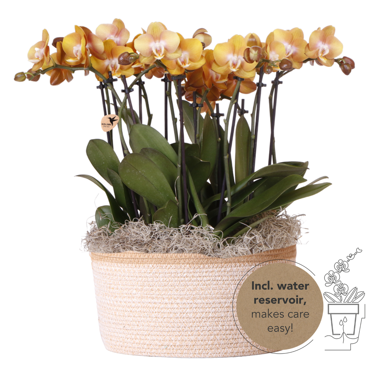 Kolibri Orchids | Oranges Mono Bouquet Jewel Las Vegas im Cotton Basket