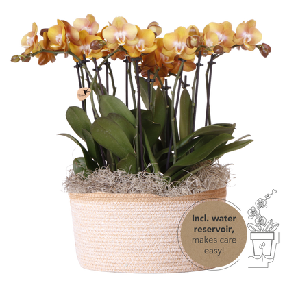 Kolibri Orchids | Oranges Mono Bouquet Jewel Las Vegas im Cotton Basket