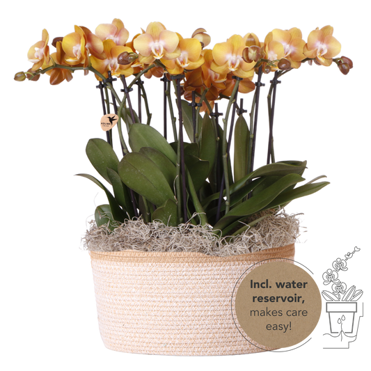 Kolibri Orchids | Oranges Mono Bouquet Jewel Las Vegas im Cotton Basket