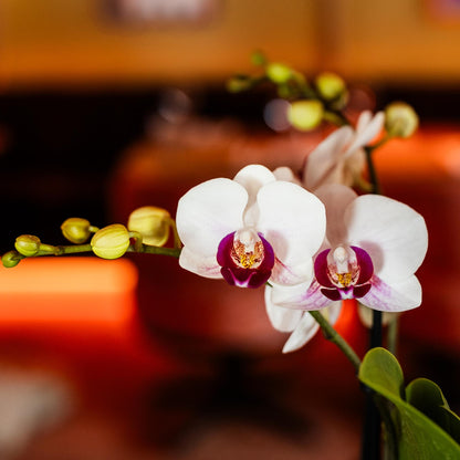 Emma (Phalaenopsis Gibraltar)