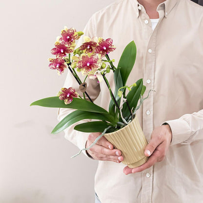 Kolibri Orchids | Orange-Gelbe Phalaenopsis-Orchidee Topfgröße Ø9cm | Grosseto | Blühende Zimmerpflanze – Frisch vom Züchter