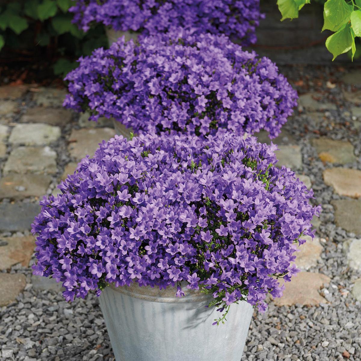 Campanula Addenda - Glockenblume lila Topfgröße 12cm - 1m2 Bodendecker - 6 Pflanzen - Ambella lila - Gartenpflanzen - winterhart