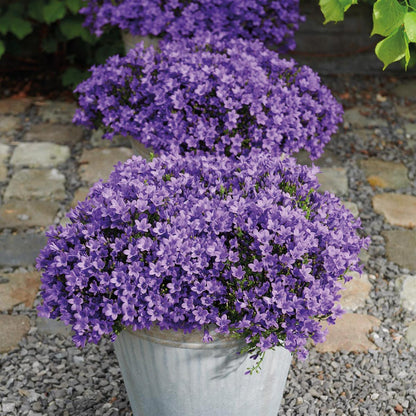 Campanula Addenda - Glockenblume lila Topfgröße 12cm - 1m2 Bodendecker - 6 Pflanzen - Ambella lila - Gartenpflanzen - winterhart