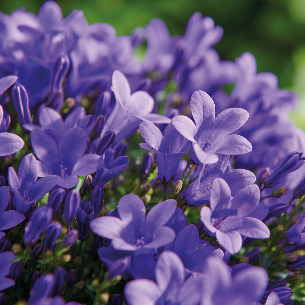 Campanula Addenda - Glockenblume lila Topfgröße 12cm - mehrjährig - winterhart - Purple