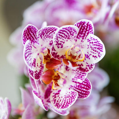 Kolibri Orchids | Kombi-Angebot - 4 Rosa-Violette Phalaenopsis Orchideen Diamond Bora Bora - Ø9 cm