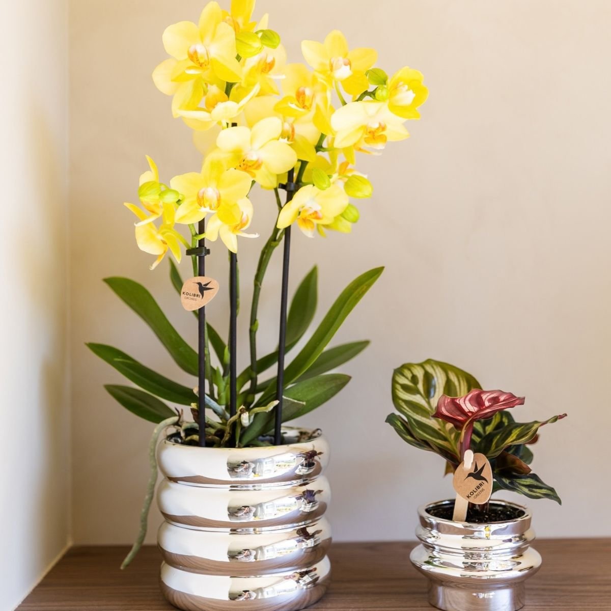 Kolibri Orchids | Kombi-Angebot - 2 Gelbe Phalaenopsis Orchideen Blossom Albenga - Ø9 cm