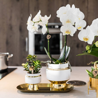 Kolibri Greens | Sukkulente Crassula Hobbit im Le Chic Übertopf Gold - Ø9 cm