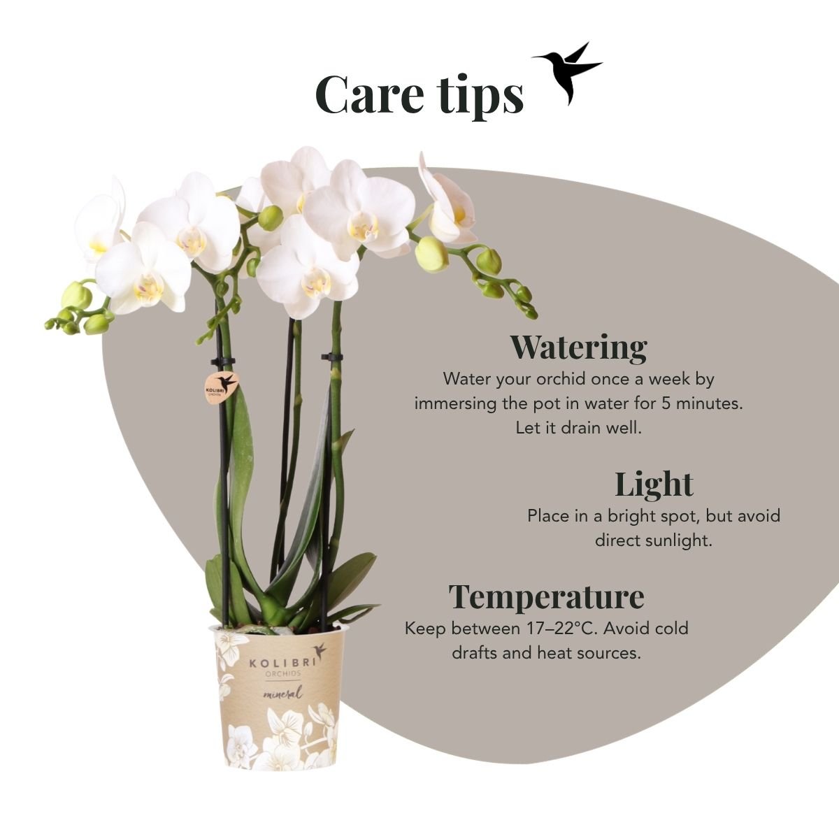 Kolibri Orchids | Pflanzenset Glow Travertin - Weiße Phalaenopsis Orchideen Niagara Fall White, Mineral Amabilis & Sukkulente
