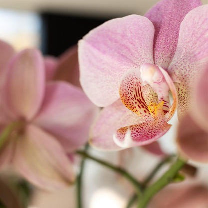 Kolibri Orchids | altrosa Phalaenopsis-Orchidee - Jewel Treviso - Topfgröße Ø9cm | blühende Zimmerpflanze - frisch vom Züchter