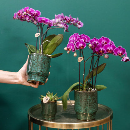 Kolibri Orchids | Lila Phalaenopsis Orchidee - Morelia - Topfgröße Ø9cm | blühende Zimmerpflanze - frisch vom Züchter