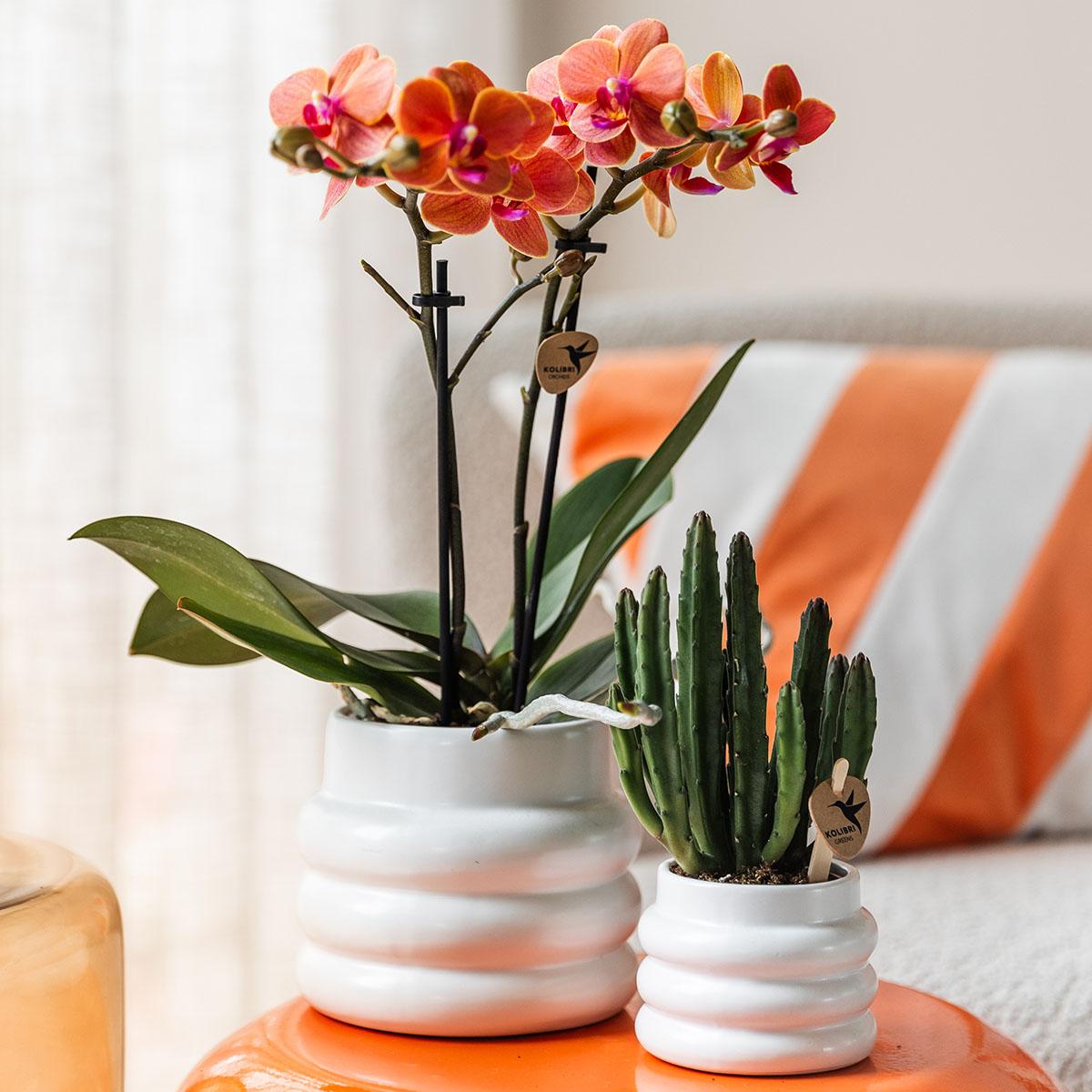 Orange Phalaenopsis Orchidee - Mineral Bolzano + Bubble Topf weiß - Topfgröße Ø9cm | blühende Zimmerpflanze - frisch vom Züchter
