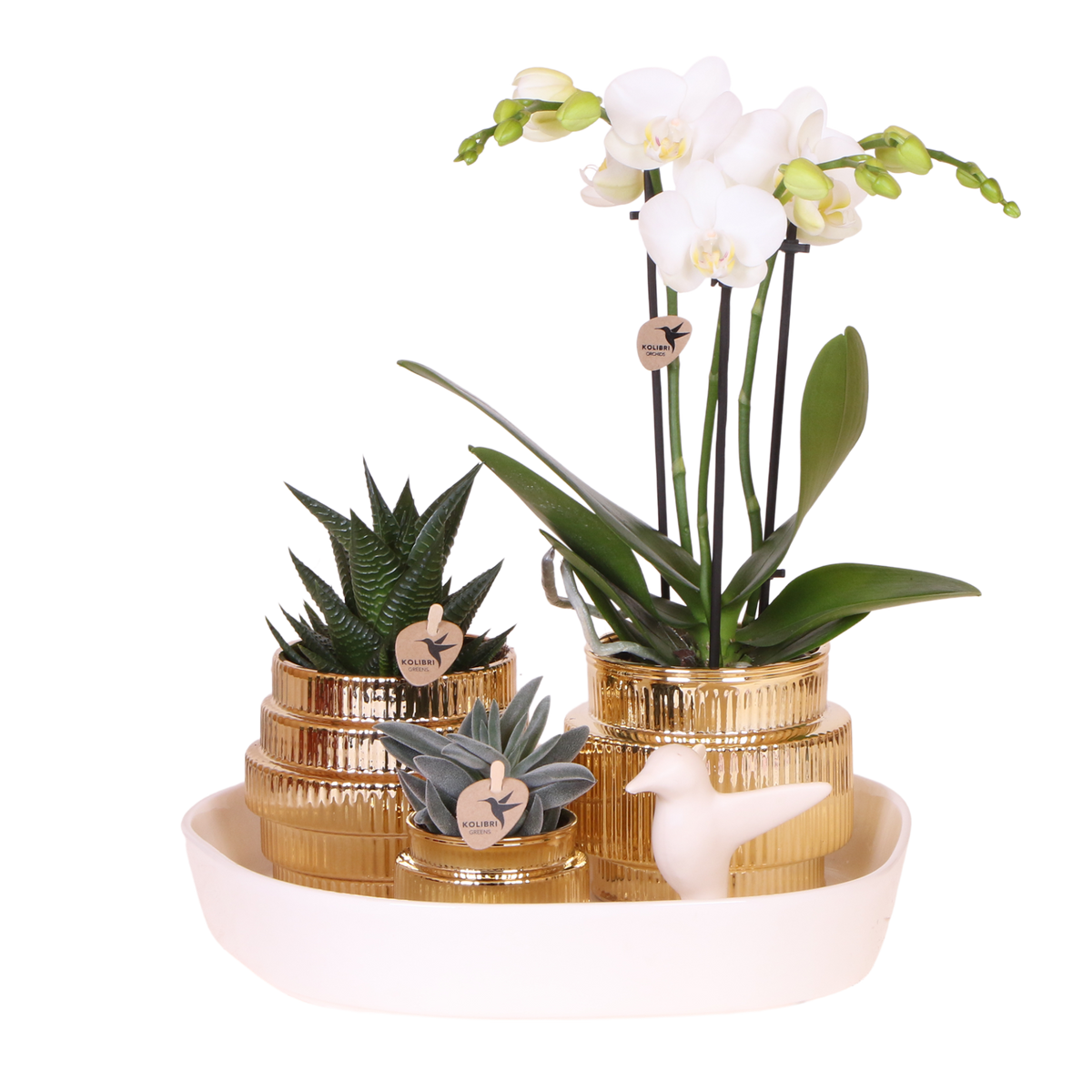 Kolibri Orchids | Geschenkset Allure Shiny Gold - Weiße Phalaenopsis Orchidee Mineral Amabilis & Sukkulenten