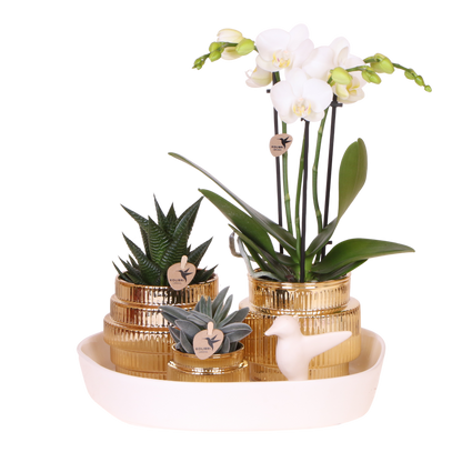Kolibri Orchids | Geschenkset Allure Shiny Gold - Weiße Phalaenopsis Orchidee Mineral Amabilis & Sukkulenten