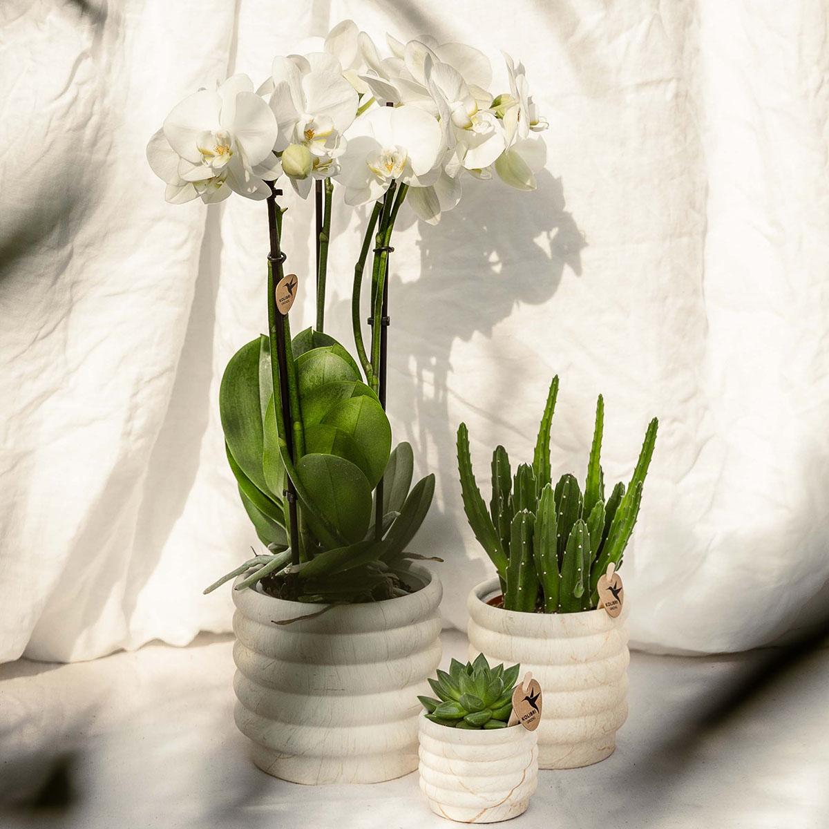 Kolibri Home | Marmor-Topf - Light - Ø6cm