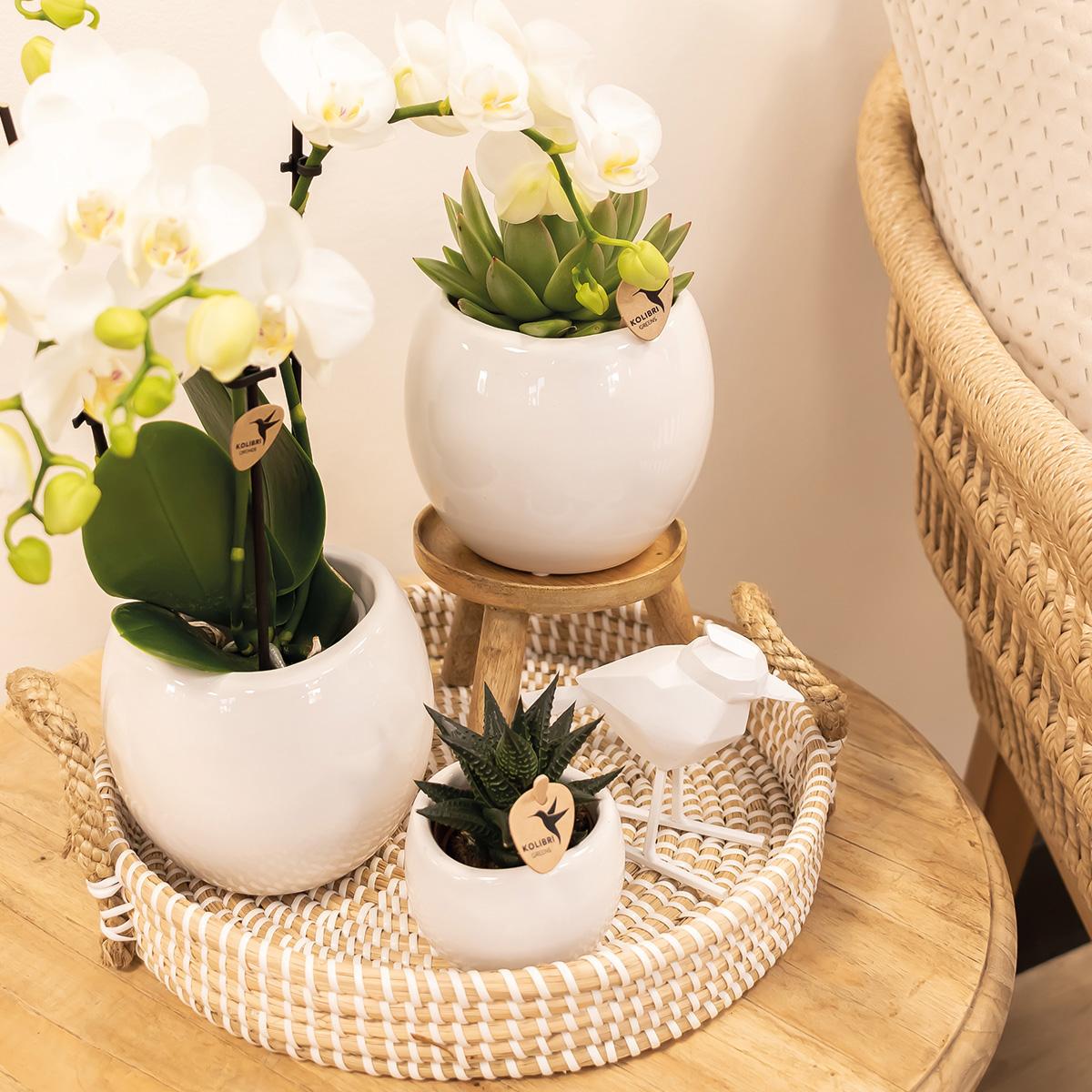 Kolibri Home | Bowl Übertopf
