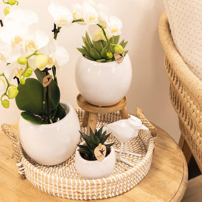 Kolibri Home | Bowl Übertopf