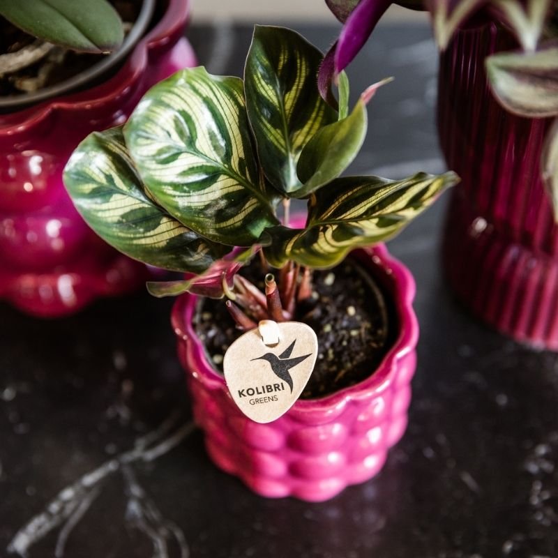 Kolibri Greens | Grüne Pflanze - Calathea Makoyana - Grüne Zimmerpflanze - Frisch vom Züchter  - Ø6cm