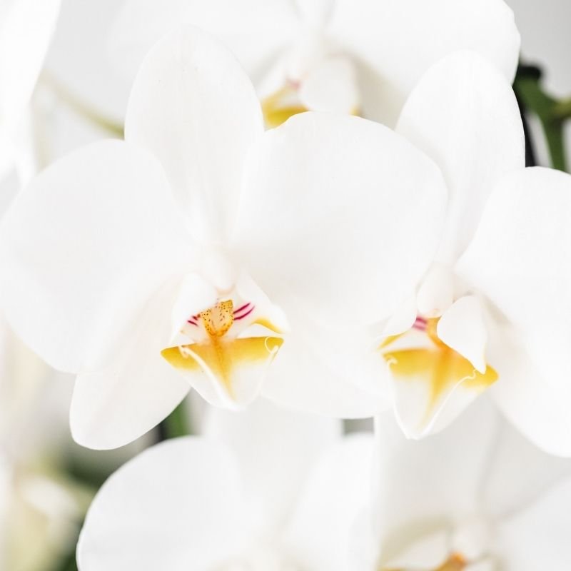 Kolibri Orchids | Weiße Phalaenopsis-Orchidee - Niagara Fall White - Blühende Zimmerpflanze - Frisch vom Züchter - Ø9cm