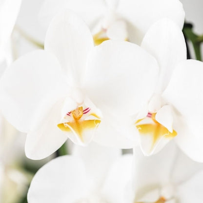 Kolibri Orchids | Weiße Phalaenopsis-Orchidee - Niagara Fall White - Blühende Zimmerpflanze - Frisch vom Züchter - Ø9cm