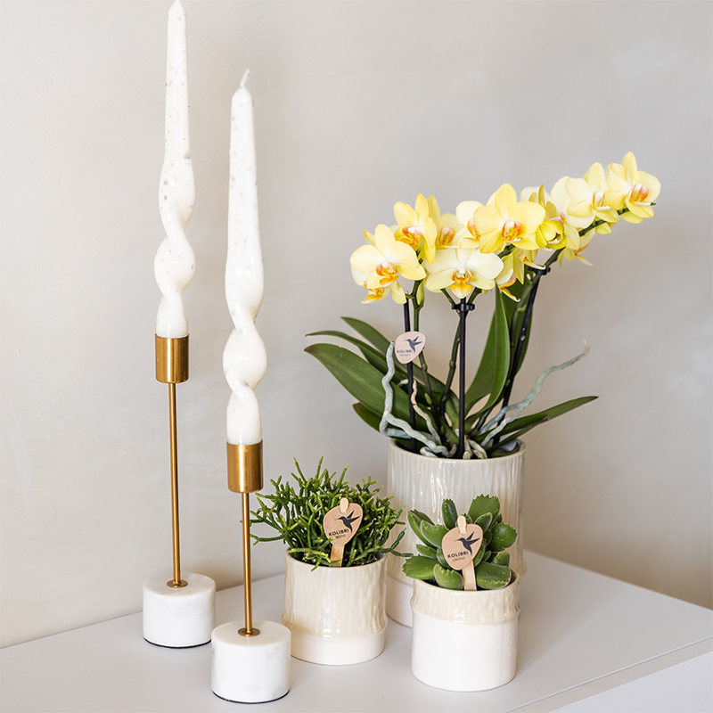 Kolibri Home | Tree Übertopf - Travertine - Ø6cm
