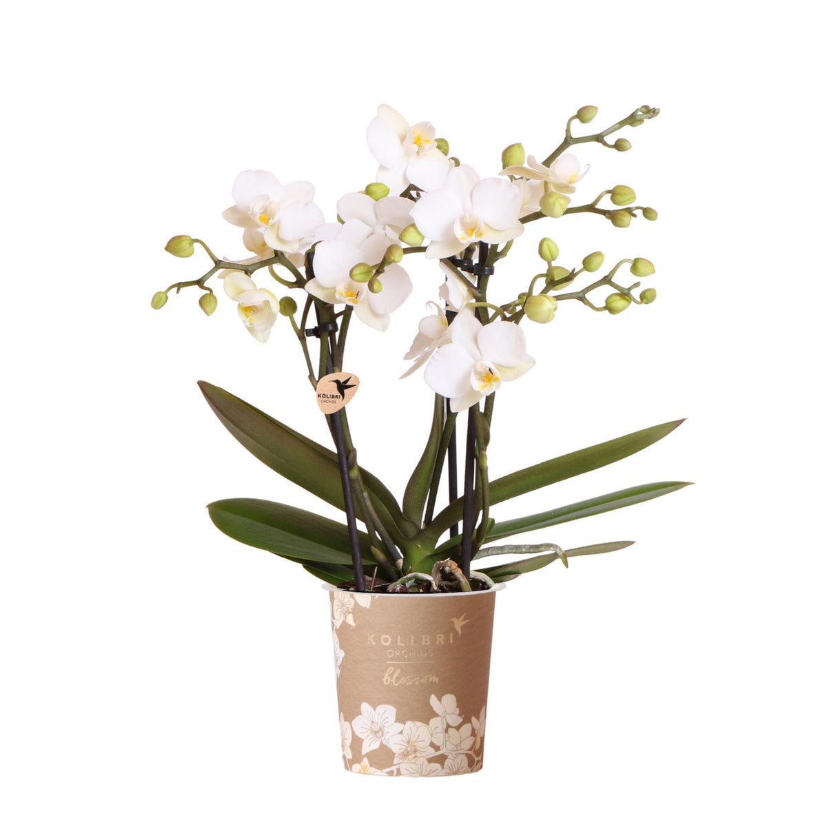 Kolibri Orchids | Weiße Phalaenopsis-Orchidee Topfgröße Ø9cm | Zürich | Blühende Zimmerpflanze – Frisch vom Züchter