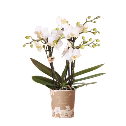 Kolibri Orchids | Weiße Phalaenopsis-Orchidee Topfgröße Ø9cm | Zürich | Blühende Zimmerpflanze – Frisch vom Züchter